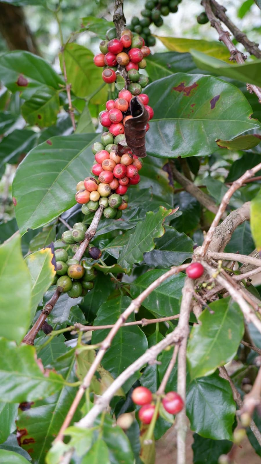 Reife Kaffeekirschen