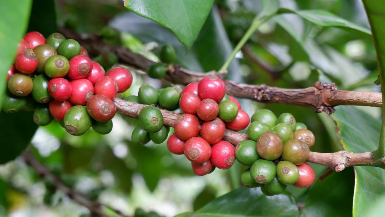 Liberica Quảng Trị